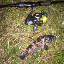 ソイが釣れました